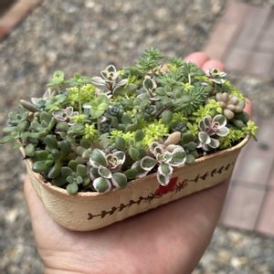 多肉植物,リメ缶,多肉植物のある暮らし,ちまちま寄せ,自作リメ缶の画像