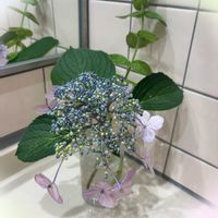 アジサイ,アジサイ,ミント,紫陽花,きれいだね〜〜❣️の画像