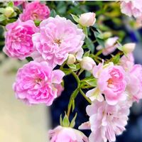 オリーブ,モモ,綿毛,ナツヅタ,夢乙女の画像