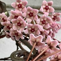アヤメ,コムラサキ,ホヤ・カルノーサ,紫陽花 ダンスパーティー,あやめの画像