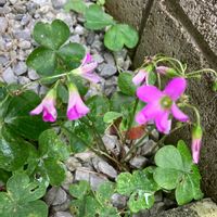 ムラサキカタバミの画像