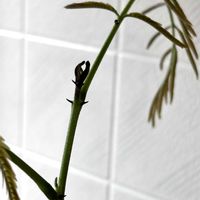 エバーフレッシュ,ハート型,新葉の成長,猫にも安全な植物,双子かと思ったら三つ子の画像