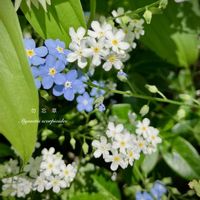 ワスレナグサ,ムラサキ科,花のある暮らし,緑のある暮らし,公園散策の画像