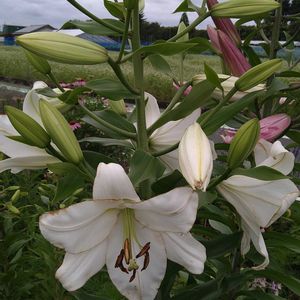 借りてる畑,球根,ピンクの花,無農薬,毎年咲くの画像