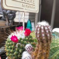 多肉植物の寄植え,多肉植物,多肉男子,玄関アプローチの画像