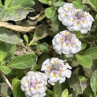 ヒメイワダレソウ,散歩道,花のある暮らし,緑のある暮らし,癒しの草花の画像