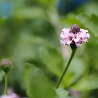 ヒメイワダレソウ,仲良し,花のある暮らし,おうち園芸,癒しの時間♡の画像