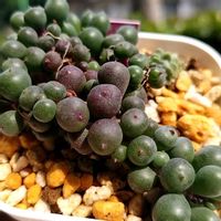 グリーンネックレス,多肉植物,セネシオ属,多肉のある暮らし,植中毒の画像
