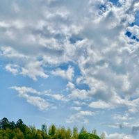 カーネーション,カーネーション,キク,スターチス,トルコキキョウの画像