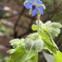 ボリジ,マリーゴールド·ファイヤーボール,ツクシカラマツの花,エキナセアバタフライキッスの画像