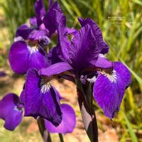 アヤメ,花言葉,紫の花,今日のお花,キュンキュン乙女倶楽部の画像