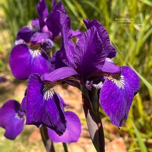 アヤメ,花言葉,紫の花,今日のお花,キュンキュン乙女倶楽部の画像