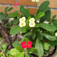 ハナキリン,no green no life,お花が咲いた,お花のある暮らし,京都タニラーの画像