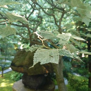 エノキの画像