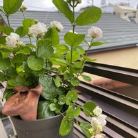 茉莉花の画像