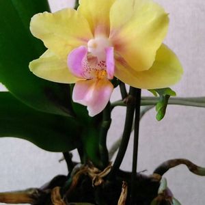 胡蝶蘭,ミニ胡蝶蘭カララ,kalala,ビタミンカラー,花のある暮らしの画像