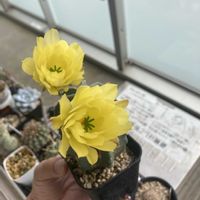 サボテン,大仏殿,多肉植物,お花,サボテンの花の画像