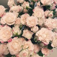 癒し,花のある暮らしの画像
