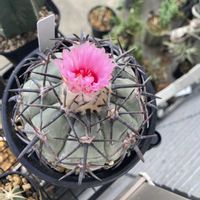 サボテン,雷帝,多肉植物,お花,サボテンの花の画像