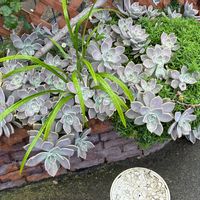 朧月,かわいい,花のある暮らし,増えてる〜♪,いやし♡の画像