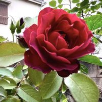 バラ,バラ,バラ,バラ,バラの画像
