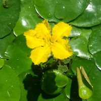 アヤメ,アヤメ,アサザ,アサザ（水草）,花のある暮らしの画像