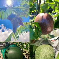 スイカ,パッションフルーツ,バナナ,メロンの画像