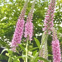 ルリトラノオ,ベロ二カ,耐寒性多年草,花のある暮らし,緑のある暮らしの画像