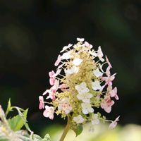 カシワバアジサイ,イヌマキ,ニオイヒバ,ニオイヒバの球果,常緑樹の画像