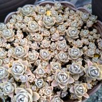 子持ち蓮華,子持ち蓮華,地植え子持ち蓮華。,小梅親株,子持ち蓮華親株の画像
