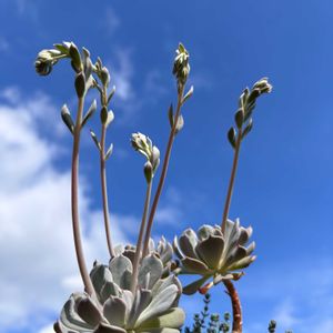 マーガレットレッピン,多肉植物,花芽,多肉の花,青空の画像