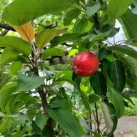 ブルーベリー,リンゴ,シャインマスカット,露茜,カラムナー性の画像