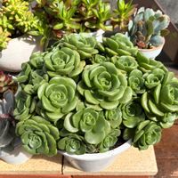 リリーパッド,リリーパッド,多肉植物,アエオニウム,アエオニウム属の画像