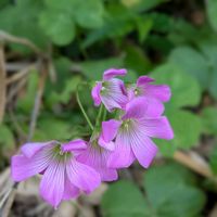 ムラサキカタバミ,鳶(トビ、トンビ),ピンク色のお花,野の草花,天草市の画像