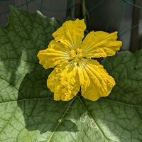 キュウリの雌花,ヘチマの花(雄花),風船葛の花♪,ゴーヤーの雄花,グリーンカーテンの画像