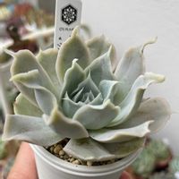 多肉植物,多肉のある暮らし,多肉女子,O’s PLANTS,シムランスブスタマンテ×クリスペートビューティーの画像