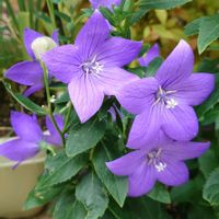 トルコキキョウ,桔梗（ききょう）,鉢植え,庭の花,紫の花の画像