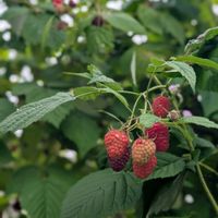 ラズベリー,花壇,うちの庭,花壇・植え込み,キッチンの画像