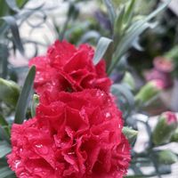 カーネーション,多肉植物,観葉植物,ガーデニング,ばら バラ 薔薇の画像