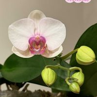 サンスベリア,新宅２階の階段の手すり,美しい花,私のお気に入り,可愛い花の画像