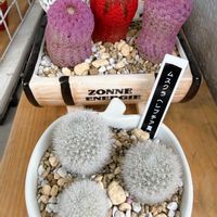 ムスクラ,紫太陽,赤太陽,多肉植物,観葉植物の画像