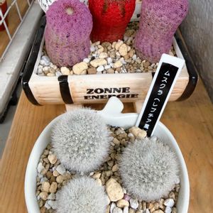ムスクラ,紫太陽,赤太陽,多肉植物,観葉植物の画像