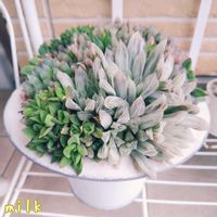 ハオルチア,宝草,寄せ植え,多肉植物,多肉植物寄せ植えの画像