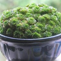 多肉植物,花のある暮らし,皆様に感謝,素敵な庭に✨の画像