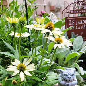 地植え,かわいいな♡,ありがとう♡,成長が楽しみ,お花好きの画像
