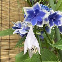 紫陽花 コンペイトウ,多肉の寄せ植え,紫陽花 アジサイ あじさい,花のある暮らし,緑のある暮らしの画像