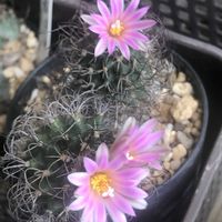 サボテン,krainzianus v. lausseri,ツルビニカルプス属,ベランダの画像