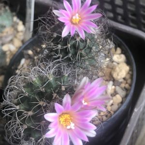 サボテン,krainzianus v. lausseri,ツルビニカルプス属,ベランダの画像