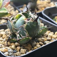 アガベ,ブルーダイヤモンド,多肉植物の画像