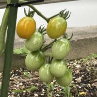 ミニトマト,ミニトマト 純あま,サントリー本気野菜ミニトマト金あま,サントリー本気野菜,小さな庭の画像